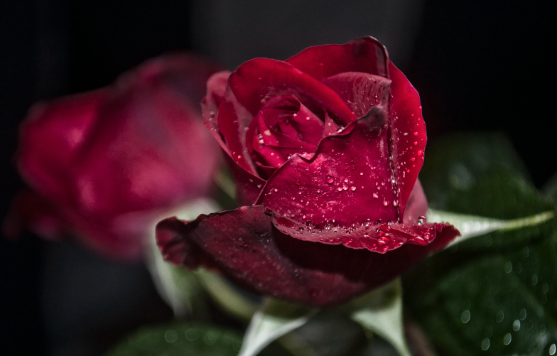 Nitrogen Organic Rose Fertilizer Soy Protein 95 Powder Plant Fertilizer For Roses