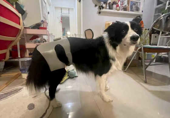 HSY-PET2003 Custom Pet Red Light Therapy Body Wrap