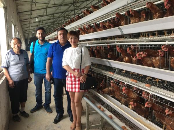 5 Tiers Layer Chicken Cage Gantry Feeding Egg Laying Chicken Coop