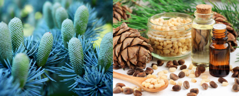  Factory Concentration Body Perfume Blue Cedar Essence Oil For Perfume Making/Production With Free Sample