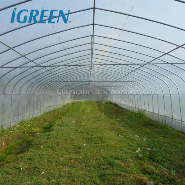 Tunnel Greenhouse with Hot Dipped Galvanized Steel Structure and 275gsm Zinc Coating