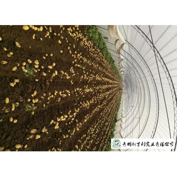 Delicious Fresh Potato Can Used As A Vegetable Or As A Staple Food