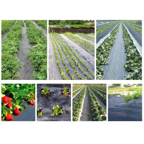 PP Woven Polypropylene Ground Cover , Ground Cover Weed Control Fabric Anti Weed Mat