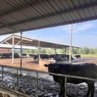 Custom Cow Shed Steel Structure Prefab Cattle Barns Dairy Farm Buildings RULY STEEL