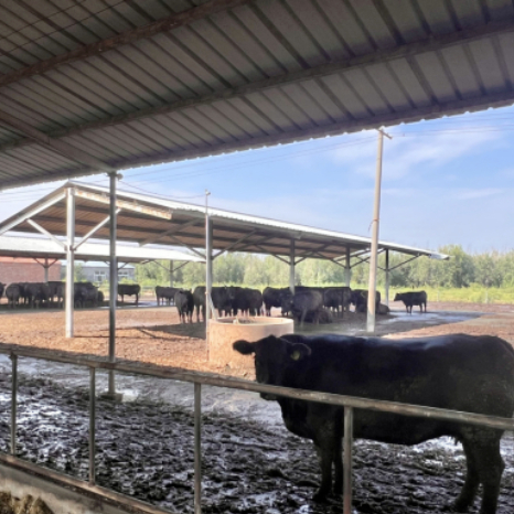 Prefabricated Steel Structure Cattle Shed for Dairy Farm