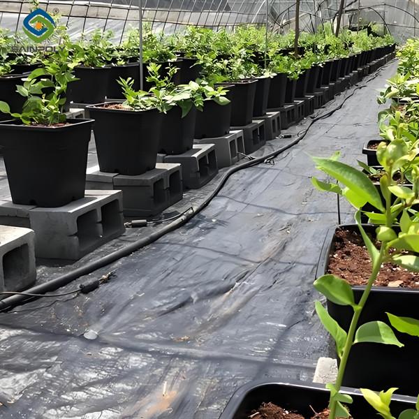 Personalized Blueberries Greenhouse With Plastic Covering Rainproof