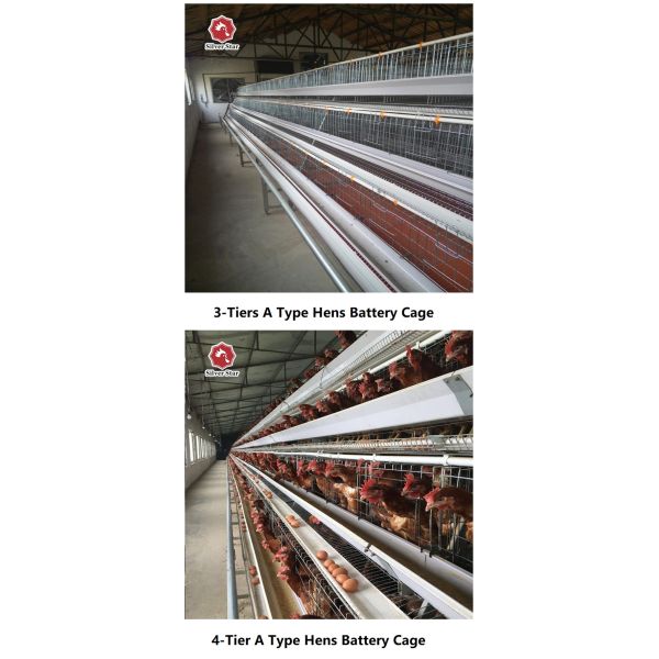 тип клетка батареи a 3Tiers 4Tiers цыпленка для слоев ISO9001 аттестовал