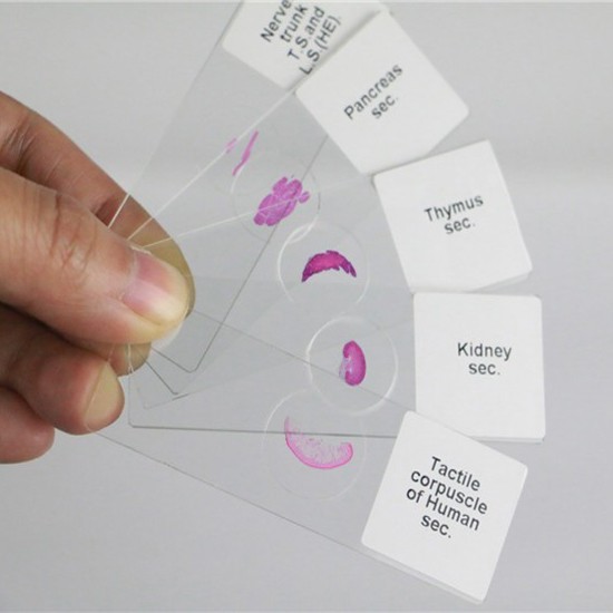 Prepared Medical Lab Research 15pcs Tissue Microscope Slides