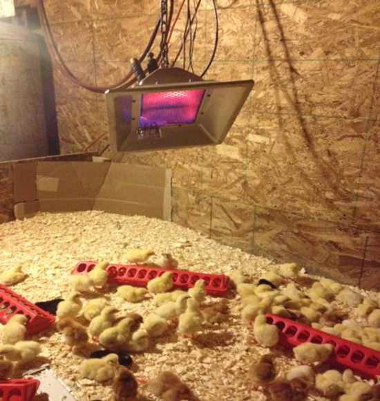 3900W Poultry Brooding Room LPG Heater Adjustable