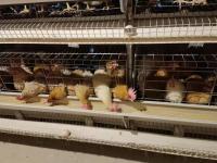 Cageira de camada de frango para a fazenda do Paquistão
