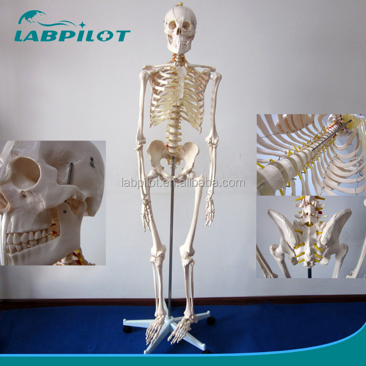 180cm Tall Life-Size Human Anatomical Model Ideal for Medical Teaching and Education