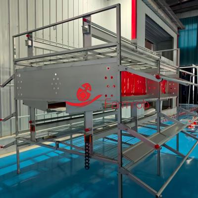 Chain Feeding Cage Free System with Comfortable Living Environment