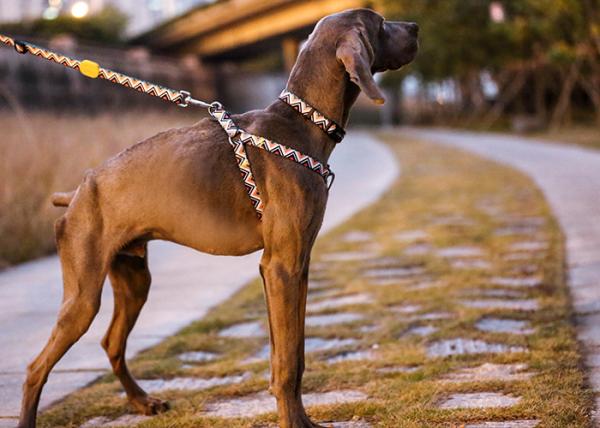 0.9m 3 Foot Halloween Anti Pull Dog Leash Accessories Heavy Polyester Rope Totem