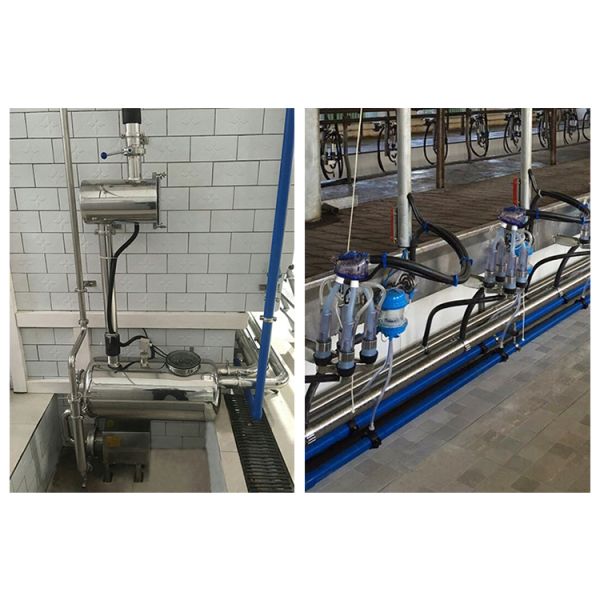 Working Vacuum 50KPa 2.2kw Herringbone Milking Machine For Dairy Farm