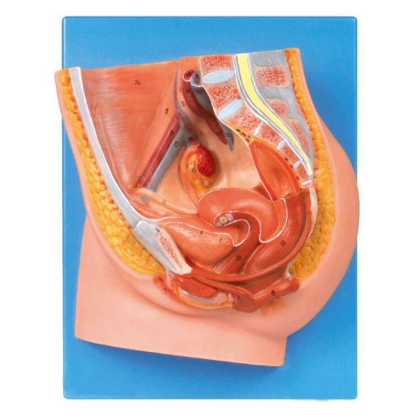 Median Sagittal Section of Female Pelvis Model for Medical Schools Training