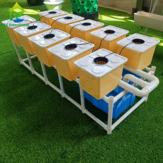 Cultivation sans sol Hydroponie Bato Pot Dutch Bucket Planting Set