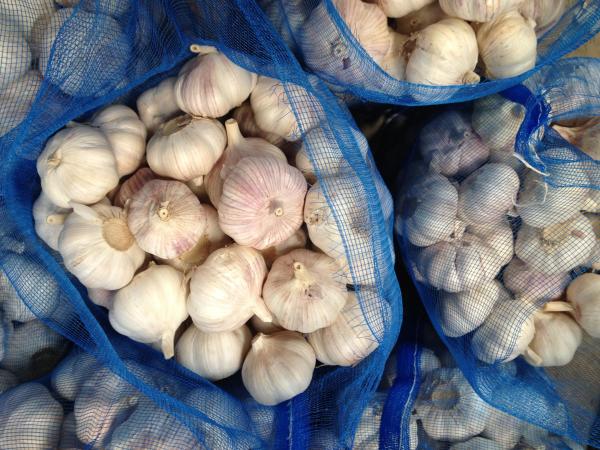 Garlic to Ecuador