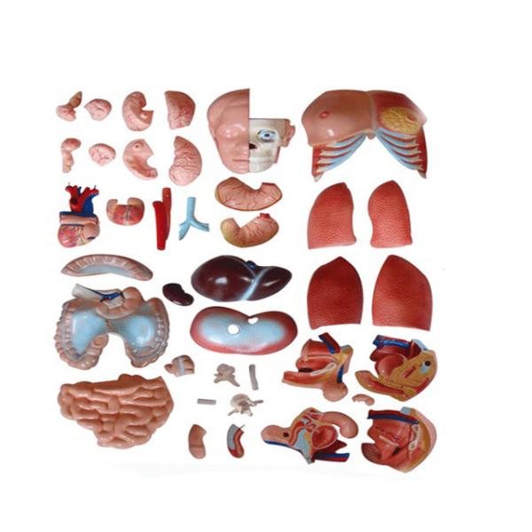 85cm Medical Anatomy Unisex Human Torso Model With 40 Parts For Medical Education