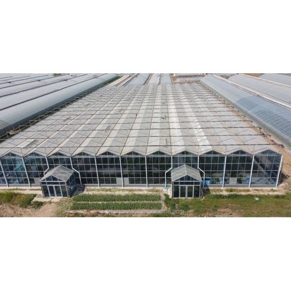 Large Agricultural Intelligent Holland Greenhouse Glass for Tomatoes Cucumber Lettuce