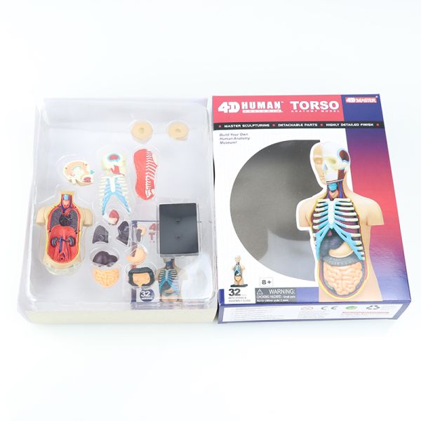 4d Master Puzzle Assembling 19cm Human Body Anatomy Model Toy Medical