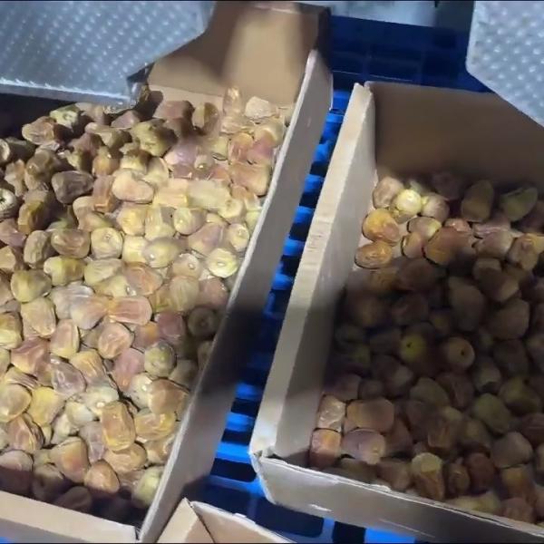 High Efficiency Industrial Dates Processing Dates Sorting Machine with AI-Powered 6/8 Lanes 8 Outlets Models