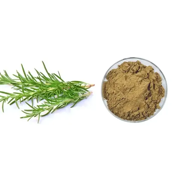 Rosemary powder Rosemary Extract Carnosic Acid 10% Carnosic Acid