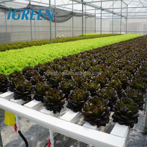 Commercial NFT Single Hydroponic System Growing Vegetable with Film Cover