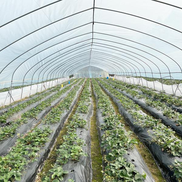 Hot Sale Poly Tunnel Strawberry Greenhouse Agricultural Single-span Greenhouse For Strawberry Growing