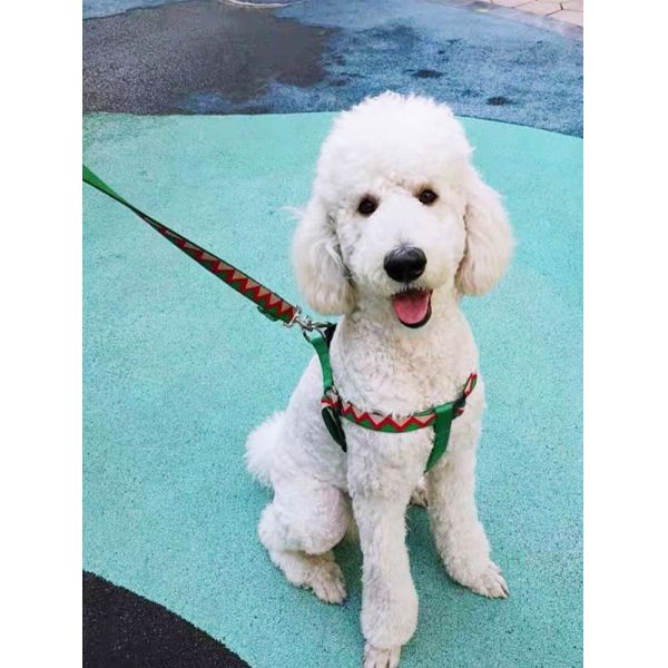 Neck Adjustable Dog Harness For Growing Puppy Retractable Pet Accessary