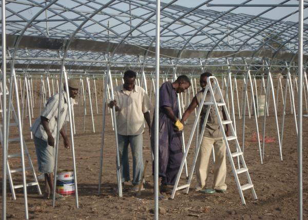 WL8132X Single Greenhouses Agricultural Plastic Film Panels 7-10m
