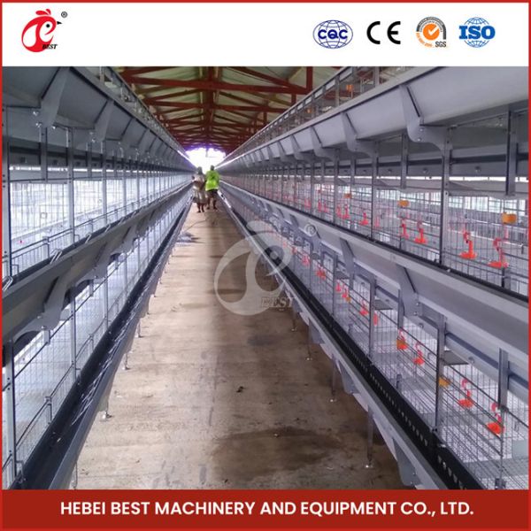 Automated A Type Broiler Chicken Cage Commercial Farmining Chicken Cages for Poultry Farm Emily Wang