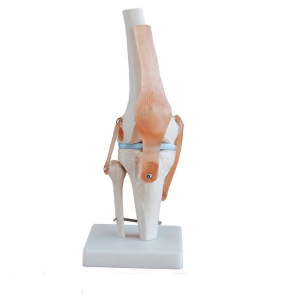 12X12X33CM Human Skeleton Model , Anatomy Knee Model For Education