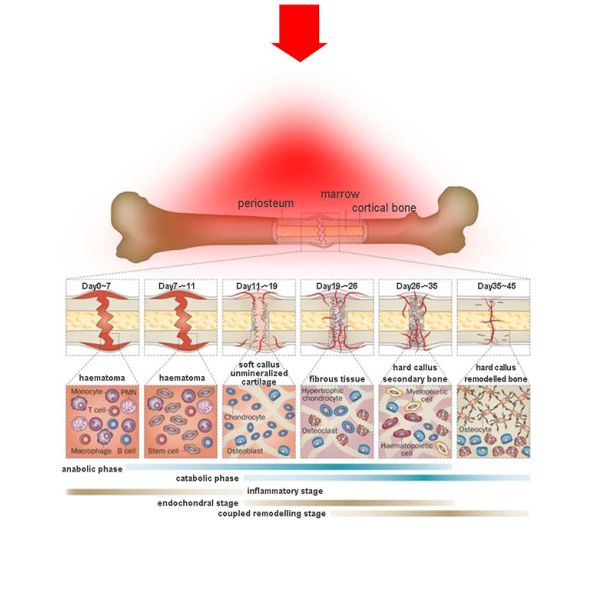 Photon Red Light Therapy Bed Skin Rejuvenation Collagen Body Slimming