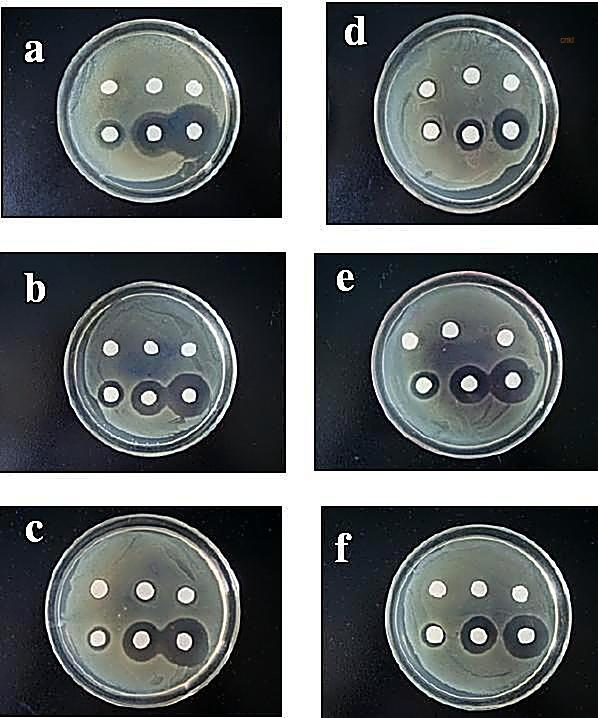 Thermostable 1000000u/G Lysozyme Digestive Enzyme Animal Feed Additives
