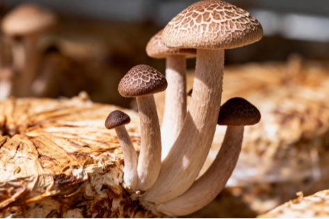 Organic Tea Tree Mushroom (160g)
