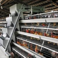 9 camadas / célula 380V bateria gaiola de frango fornecer design livre