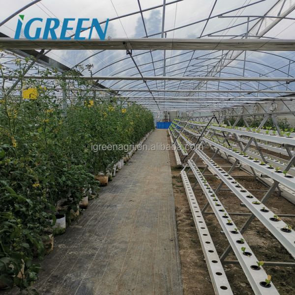 IGreen Multi-Span Agricultural Greenhouse with PE Film Cover Single Layer Customizable Size
