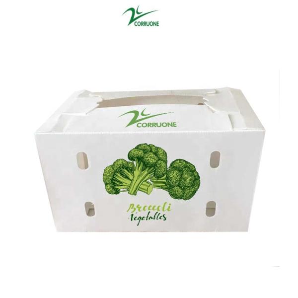 Caixa de frutas Correx Caixa de plástico corrugado de PP para vegetais e agricultura Caixa de embalagem