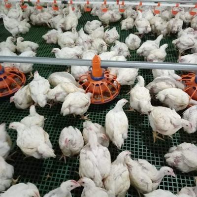 45-55 pássaros/equipamento agrícola galinha do alimentador com o tubo da alimentação de 3m