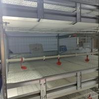 3 a 9 andares Cage de frango de bateria com sistema automático