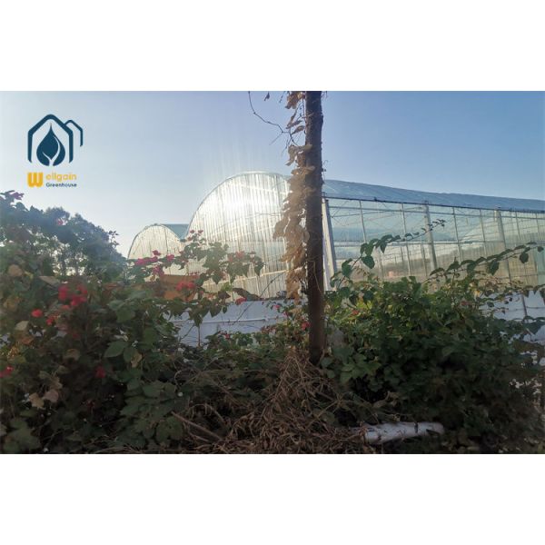 All Weather Multi Span Greenhouse with Anti-Typhoon Design for Coastal Regions WELLGAIN Agricultural Greenhouse Solution