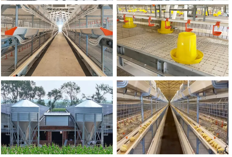 Hot-dip galvanized H-type layer cage with high egg laying rate and good ventilation for large scale poultry breeding