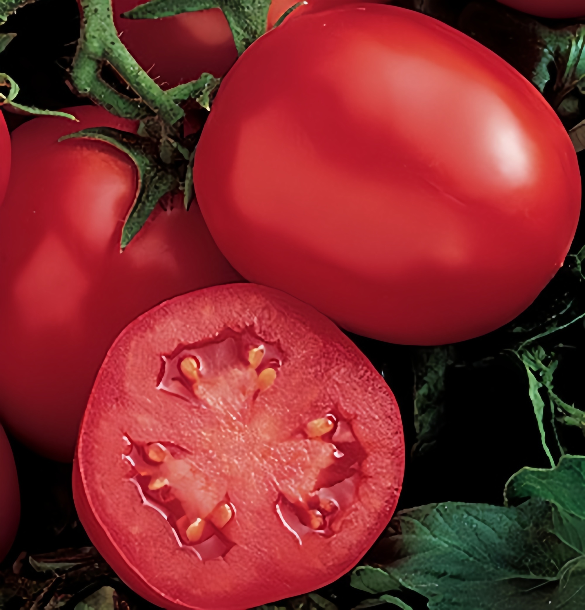 Sala Oblong Determinate Hybrid Tomato Seeds Bacterial Resistance  T12