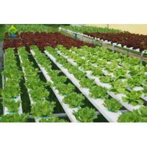 Оборудование полива нетоксической системы культуры PVC Soilless вертикальное Hydroponic растущее