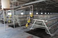 Farming Coop Chick Rearing Cage Animal Husbandry Equipment