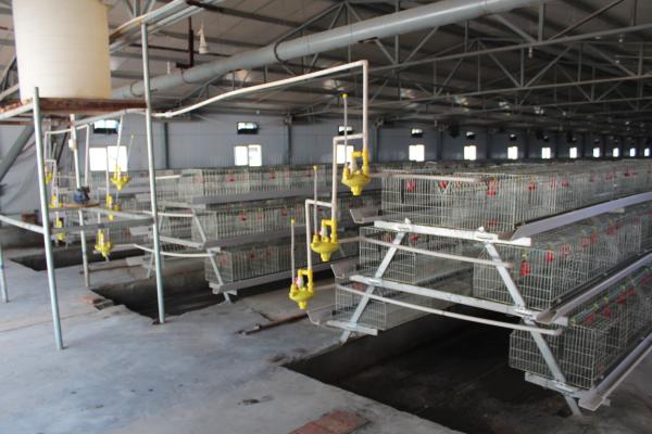Caixa de aço Q235 tipo A projetada para frangos bebês