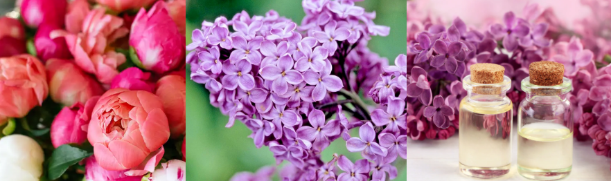 Free Sample Diffuser Fragrance Essence Peony and Lilac Fragrance Oil For Reed Stick &Cold Scented Candle& Diffuser Fragrance Making/Production