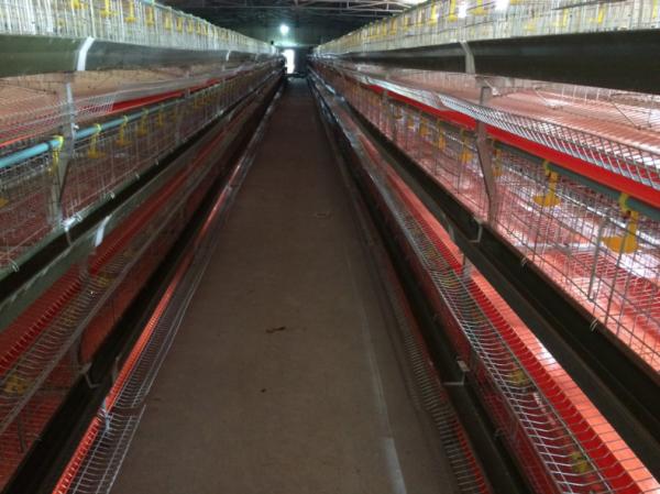 Colored Waterproof PVC Tarpaulin Manure Conveyor Belt / Heavy Duty Tarpaulin