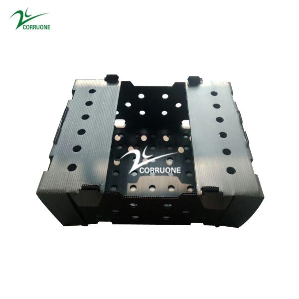 PP Corrugated Plastic Box for Vegetable and Fruit Box Corflute correx Corn broccoli  and Agriculture Packing box