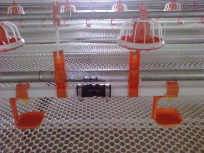 Hidratação Animal Linha de Bebedouro para Aves 0,6MPa Bebedor Automático para Frangos de Corte